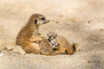 Fototapeta premium Suricate mother with her little baby cubs playing