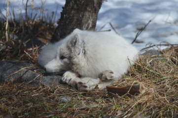 Arctic Fox