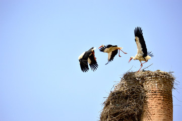 Three Storks