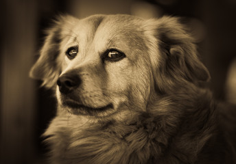 Dog Portrait - look human. - obrazy, fototapety, plakaty