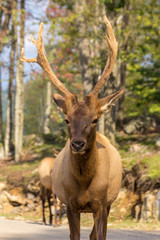 Naklejka na ściany i meble Deers in Parc Omega (Canada)