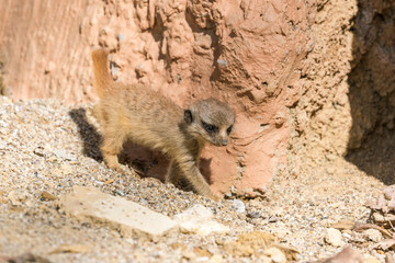 Obraz premium Curious little baby cub exploring