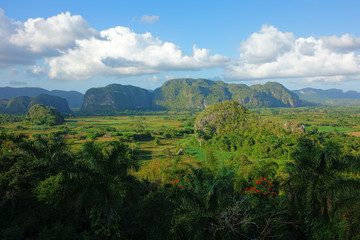Fototapeta na wymiar Lush green nature of the Valle de Vinales in Pinar del Río Province in Western Cuba in evening light on 20 December 2013.