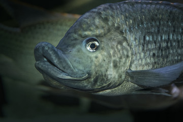 Cyphotilapia frontosa or Lake Tanganyika queen cichlid (earlier named Paratilapia frontosa) is a very beautiful fish