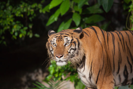 Tiger, tiger, wild, feral, the face of the tiger.