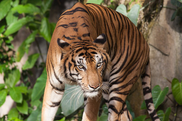 Obraz premium Tygrys, tygrys, dziki, dziki, twarz tygrysa.