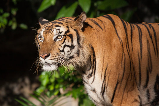 Tiger, tiger, wild, feral, the face of the tiger.