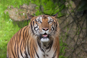Fototapeta na wymiar Tiger, tiger, wild, feral, the face of the tiger.
