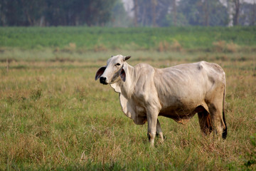 cow grazing on grassy green field