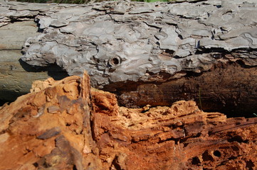 wood and bark