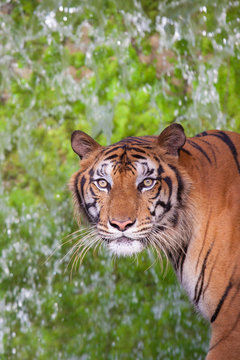 Tiger, tiger, wild, feral, the face of the tiger.