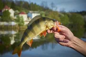 A perch on a hook. Fish in the fisherman's hand. Picturesque pond in the village. The bait in a...