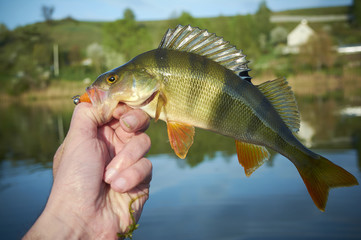 A perch on a hook. Fish in the fisherman's hand. Picturesque pond in the village. The bait in a predator jaw. Sports with spinning. Silicone artificial fishing lures. Relax near the water.