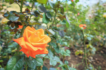 Beautiful fresh natural roses in flower garden