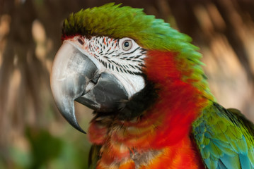 Macaw
