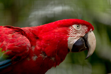 Brazilian Wildlife - Macaws