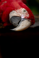 Brazilian Wildlife - Macaws