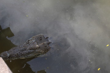 cocodrilo