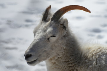 Dall Sheep