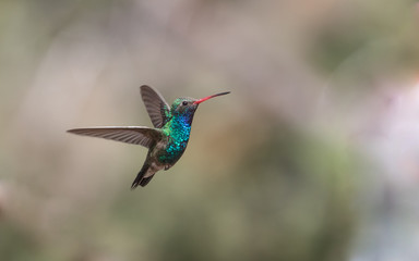 Naklejka na ściany i meble Male Broad-billed Hummingbird