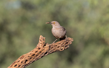 Curved-billed Thrasher Bird