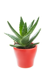 Fresh aloe vera in a pot on white background