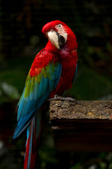 Fototapeta na wymiar Brazilian Fauna - Macaws