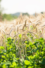 Wheat Field With Green Grass