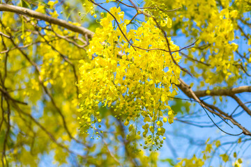 Cassia Fistula at Park in on blue sky background in Thailand.