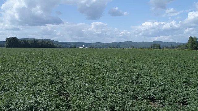survol champs de pomme de terre avec drone