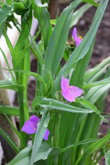 ムラサキツユクサ
