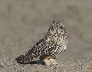 Short-Eared Owl Long Look - A short-eared owl lands on the ground and gives a very long look with its bright yellow eyes at prey in its capture zone. Ndutu, Norongoro Conservation Area, Arusha, Tanzan