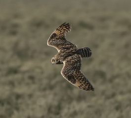 Short Ear Over Short Grass - A short-eared owl with wings spread out glides over the short grass on the savanna plain. Ndutu, Ngorongoro Conservation Area, Tanzania, Africa. 