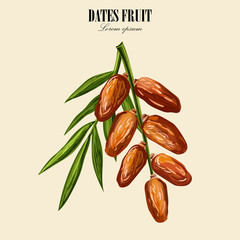 Obraz premium Dates with palm leaves on white background. Vector illustration.