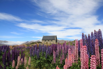 Church of the Good Shepherd and Lupine flowers