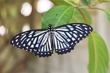 Fototapeta na wymiar Papilio clytia , The Common Mime butterfly on green leaf , White with black and orange color pattern on insect wings 