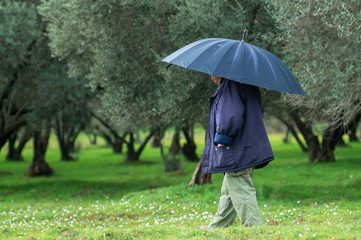 Man, Umbrella and Olives