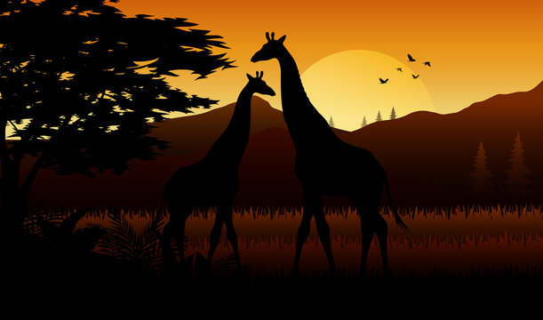 Silhouette  of giraffe at savanah 