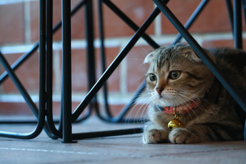 Cute kitty look somethimg with a blank space.