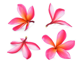 Plakat pink frangipani tropical flower, plumeria, Lanthom, Leelawadee flower isolated white background