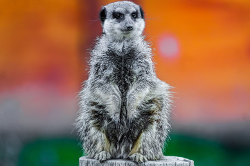 Meerkat