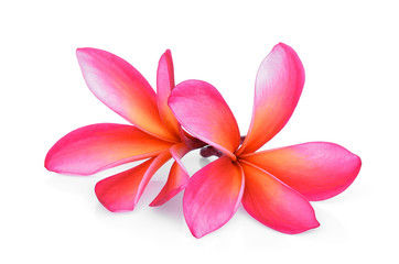 Fototapeta na wymiar pink frangipani tropical flower, plumeria, Lanthom, Leelawadee flower isolated white background