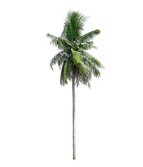 Coconut tree on white background, tropical trees isolated used for design, with clipping path