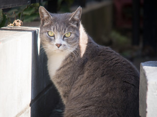 A Female Stray Cat Glaring at the Camera