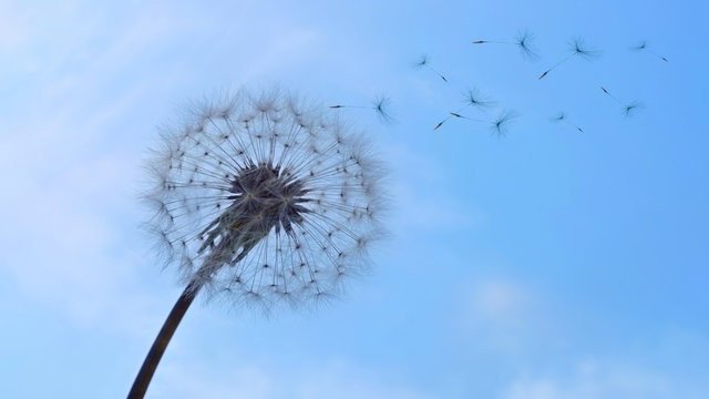 fluff of a dandelion on background sky / photography with scene of the dandelion with flying fluff on background sky