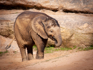 Baby Africa Elephant in Captivity at the Montgomery Zoo in Alabama