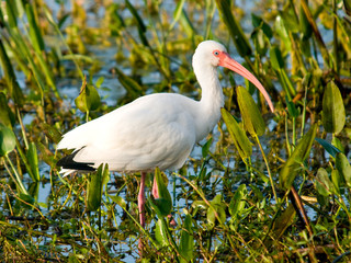 White Ibis Shorebird Feeding in a Marsh