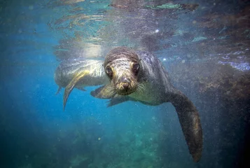 Sierkussen Onder water Galapagos sea lion looking at camera underwater  © Longjourneys