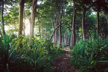 Foto op Plexiglas Walking trail in New Zealand tropical forest © diy13