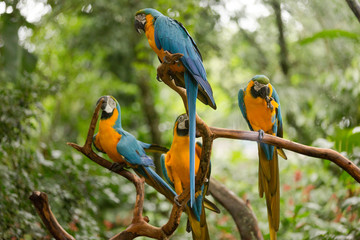 Fototapeta premium Brazilian Fauna - Macaws